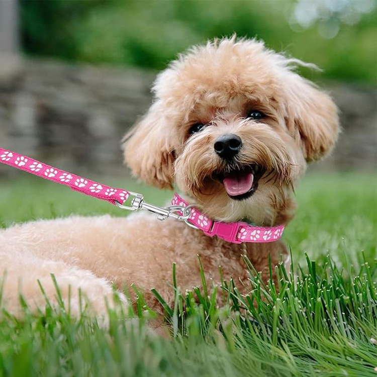 สายจูงสัตว์เลี้ยงลายอุ้งเท้าสุ - Headcollar Rope Set บทวิจารณ์และราคา